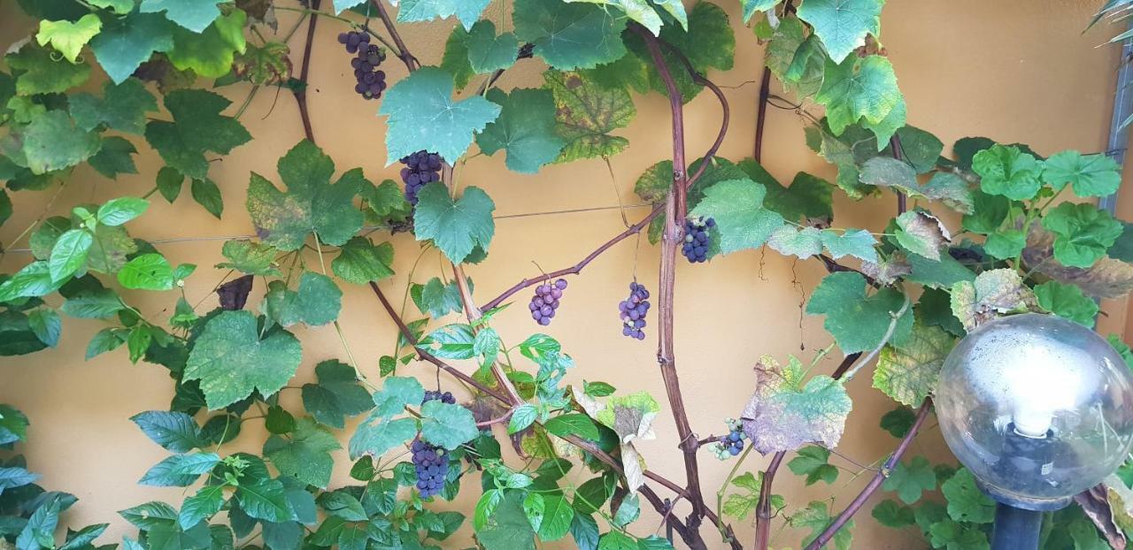 Casa Vacanze Rose E Fiori Sardegna サン・ヴィート エクステリア 写真